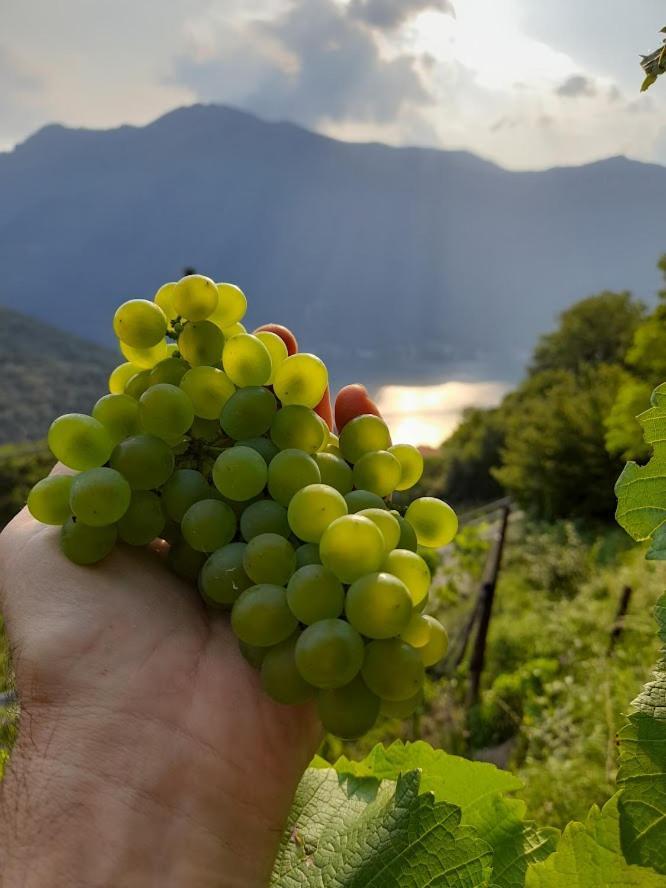 VelesoCascina Teresina别墅 外观 照片