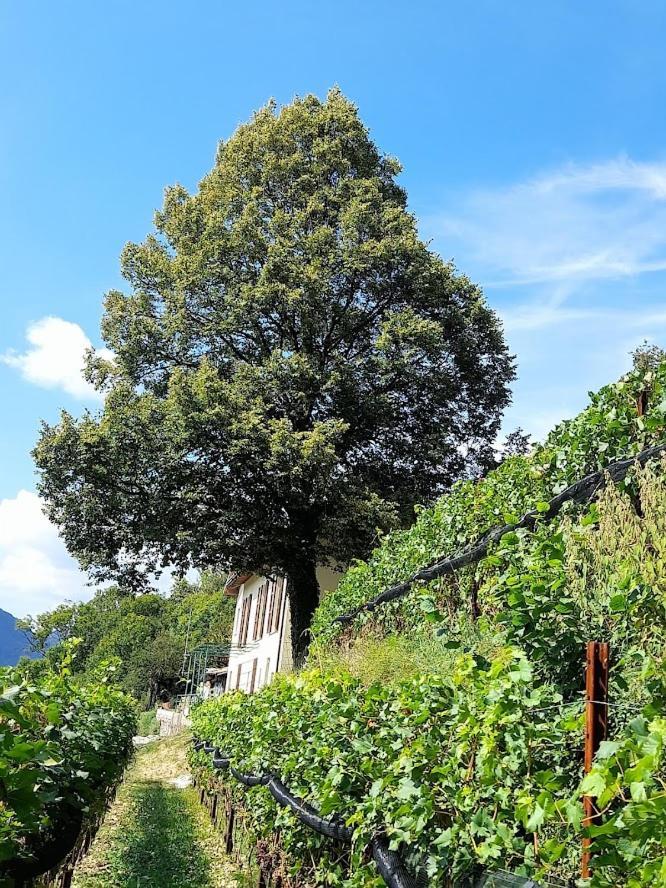 VelesoCascina Teresina别墅 外观 照片