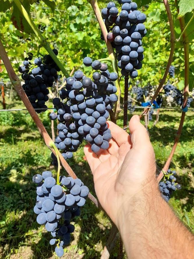 VelesoCascina Teresina别墅 外观 照片