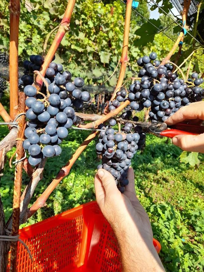 VelesoCascina Teresina别墅 外观 照片